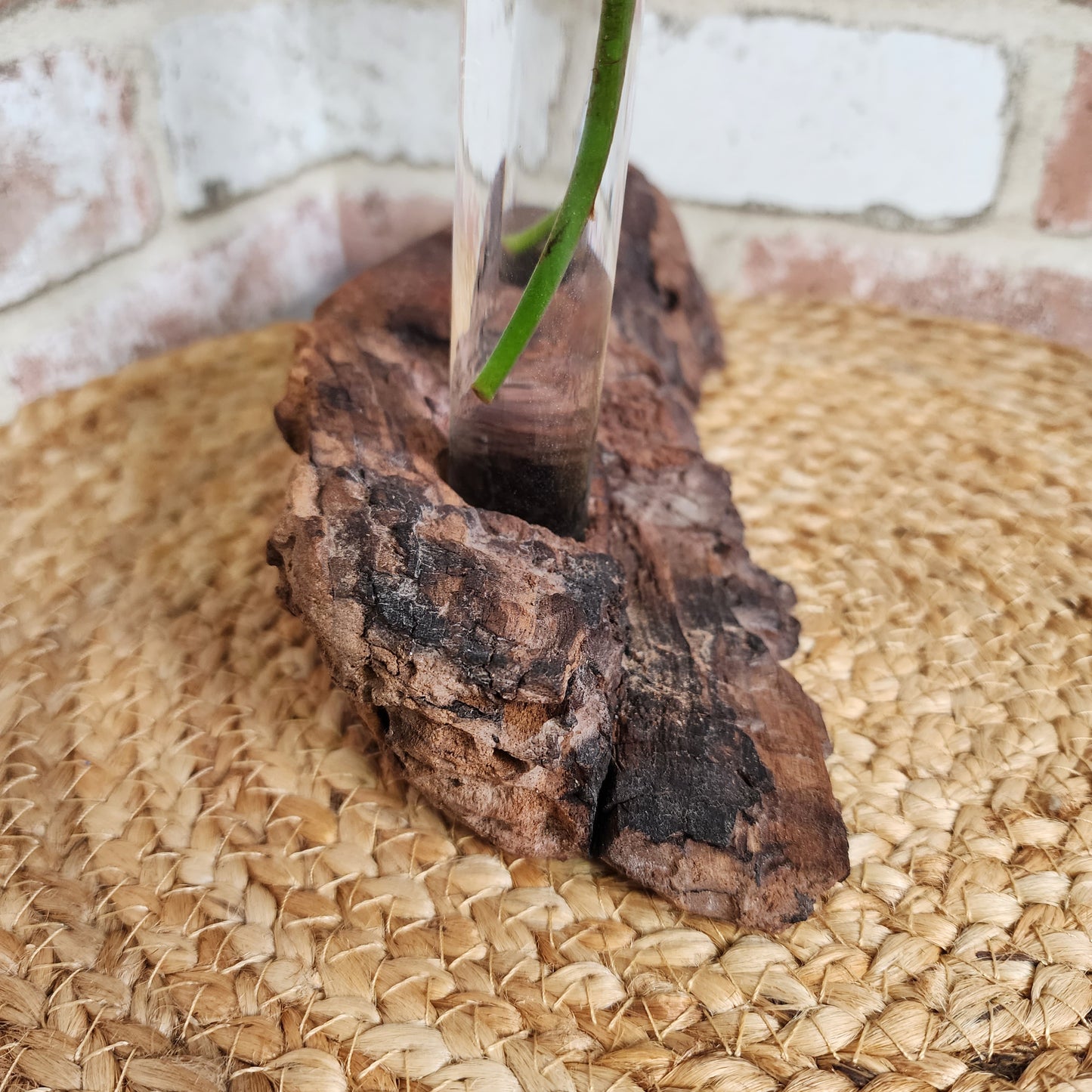 Live Edge Black Walnut 2 Plant Propagation Station / Vase