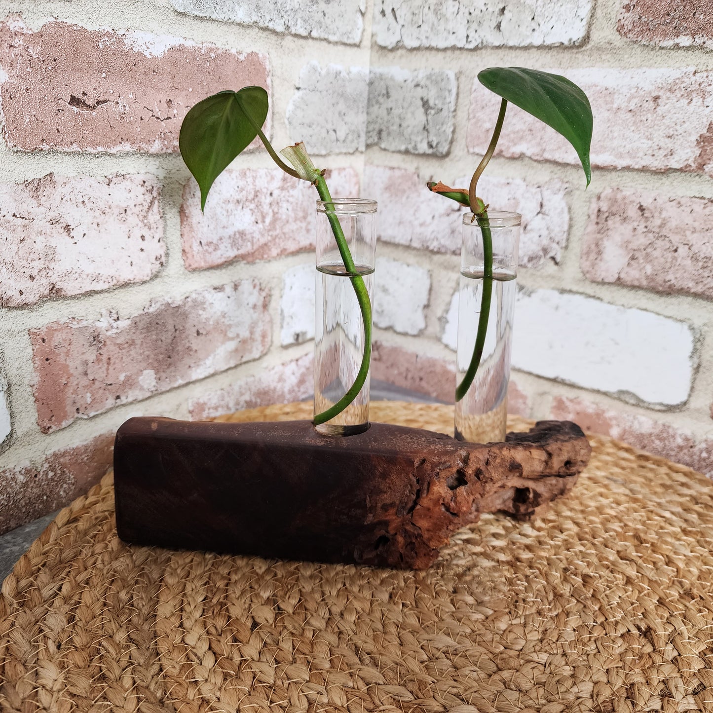 Live Edge Black Walnut 2 Plant Propagation Station / Vase