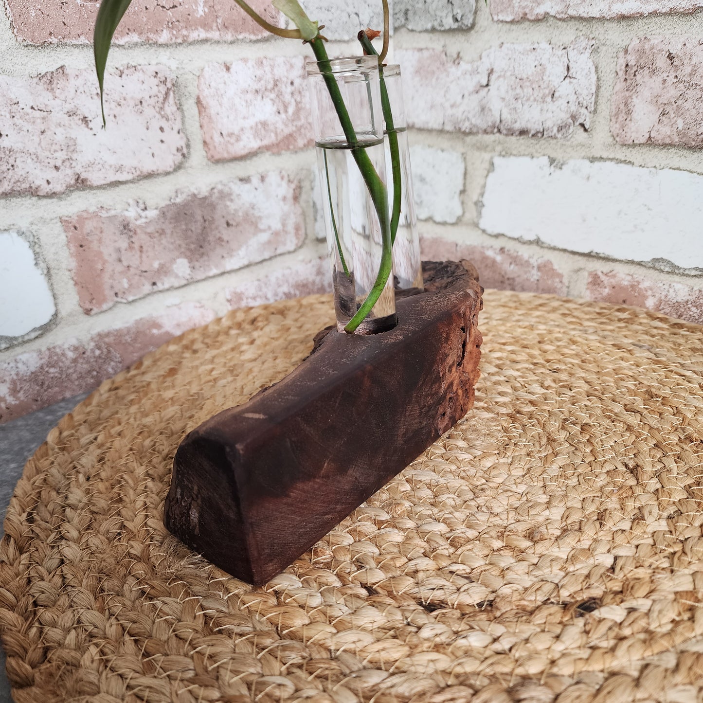 Live Edge Black Walnut 2 Plant Propagation Station / Vase