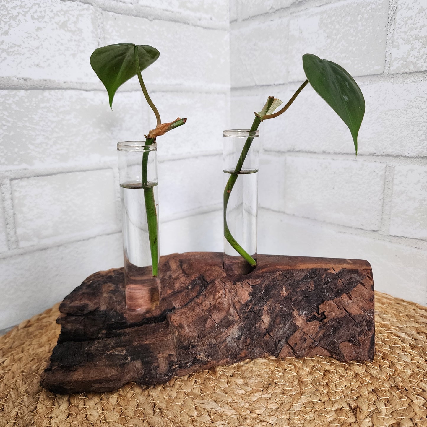 Live Edge Black Walnut 2 Plant Propagation Station / Vase