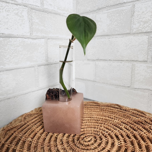 Live Edge Black Walnut and Pink Resin 1 Plant Propagation Station / Vase