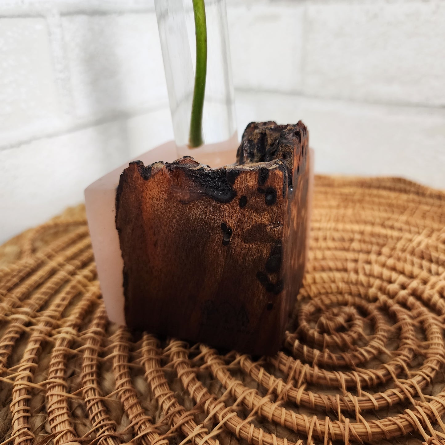 Live Edge Black Walnut and Pink Resin 1 Plant Propagation Station / Vase