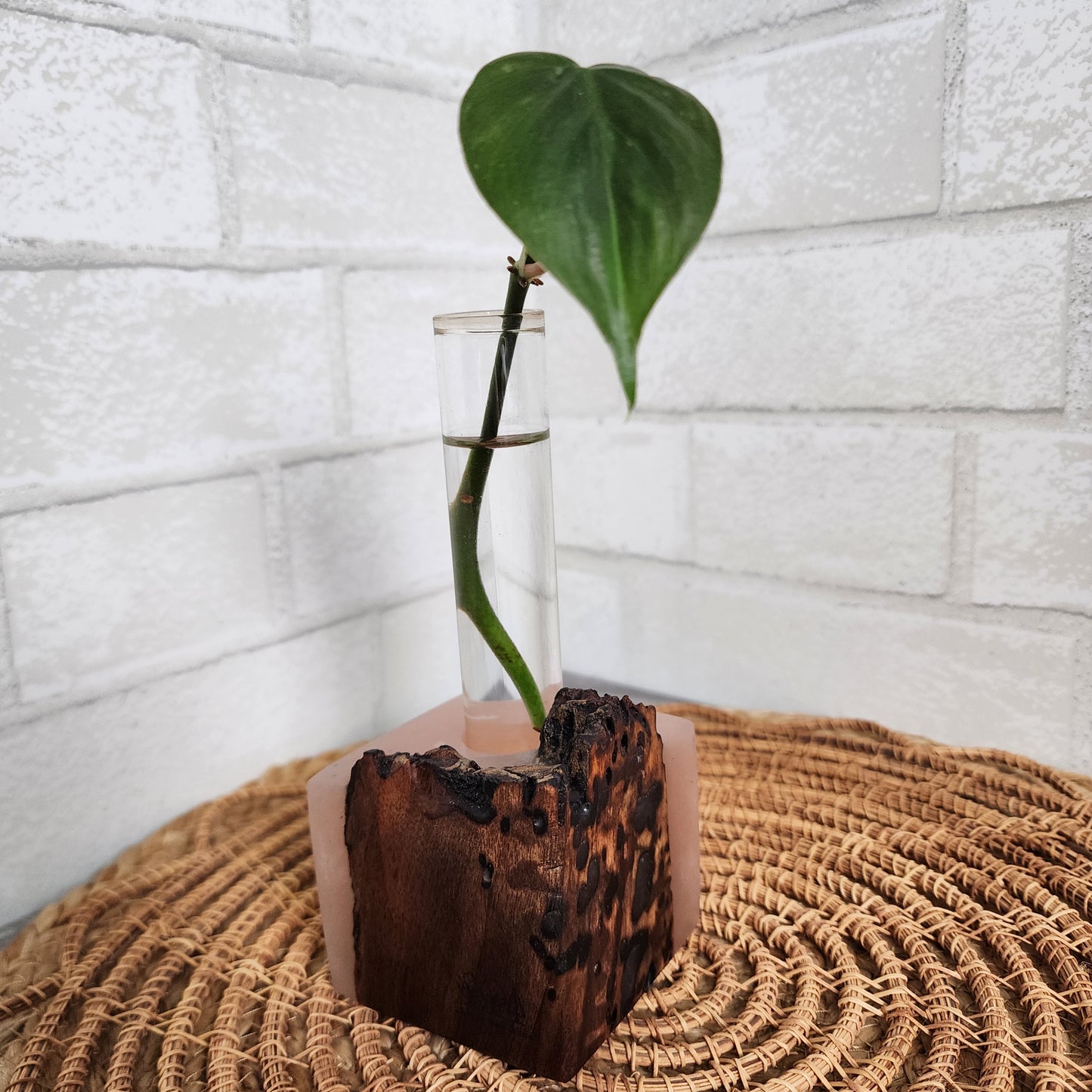 Live Edge Black Walnut and Pink Resin 1 Plant Propagation Station / Vase