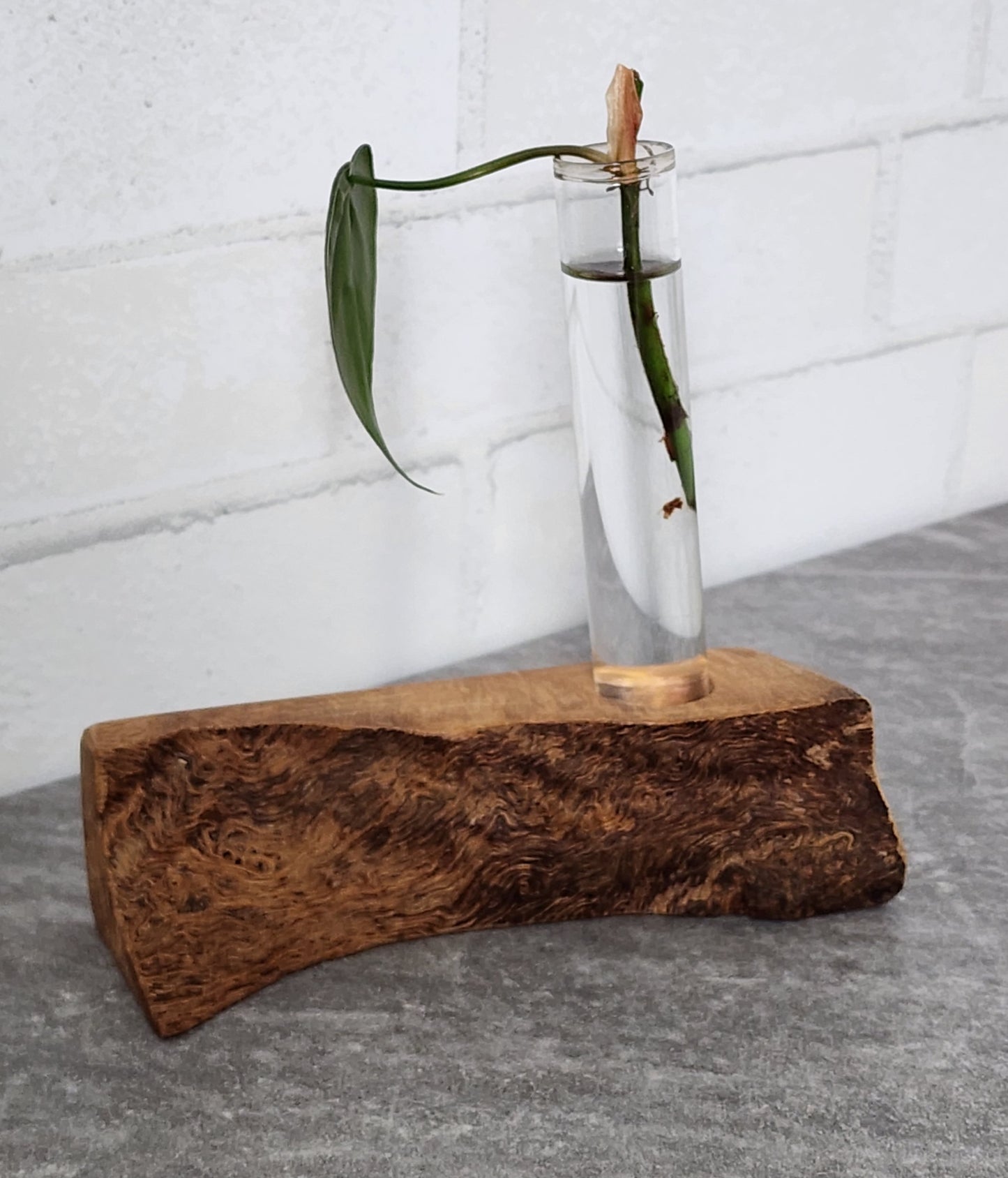 Live Edge Curly Maple 1 Plant Propagation Station / Vase