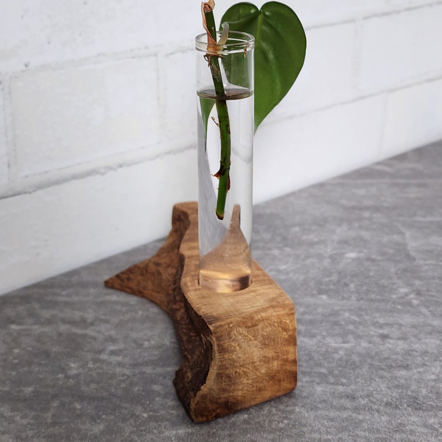 Live Edge Curly Maple 1 Plant Propagation Station / Vase