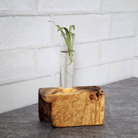 Live Edge Curly Maple 1 Plant Propagation Station / Vase