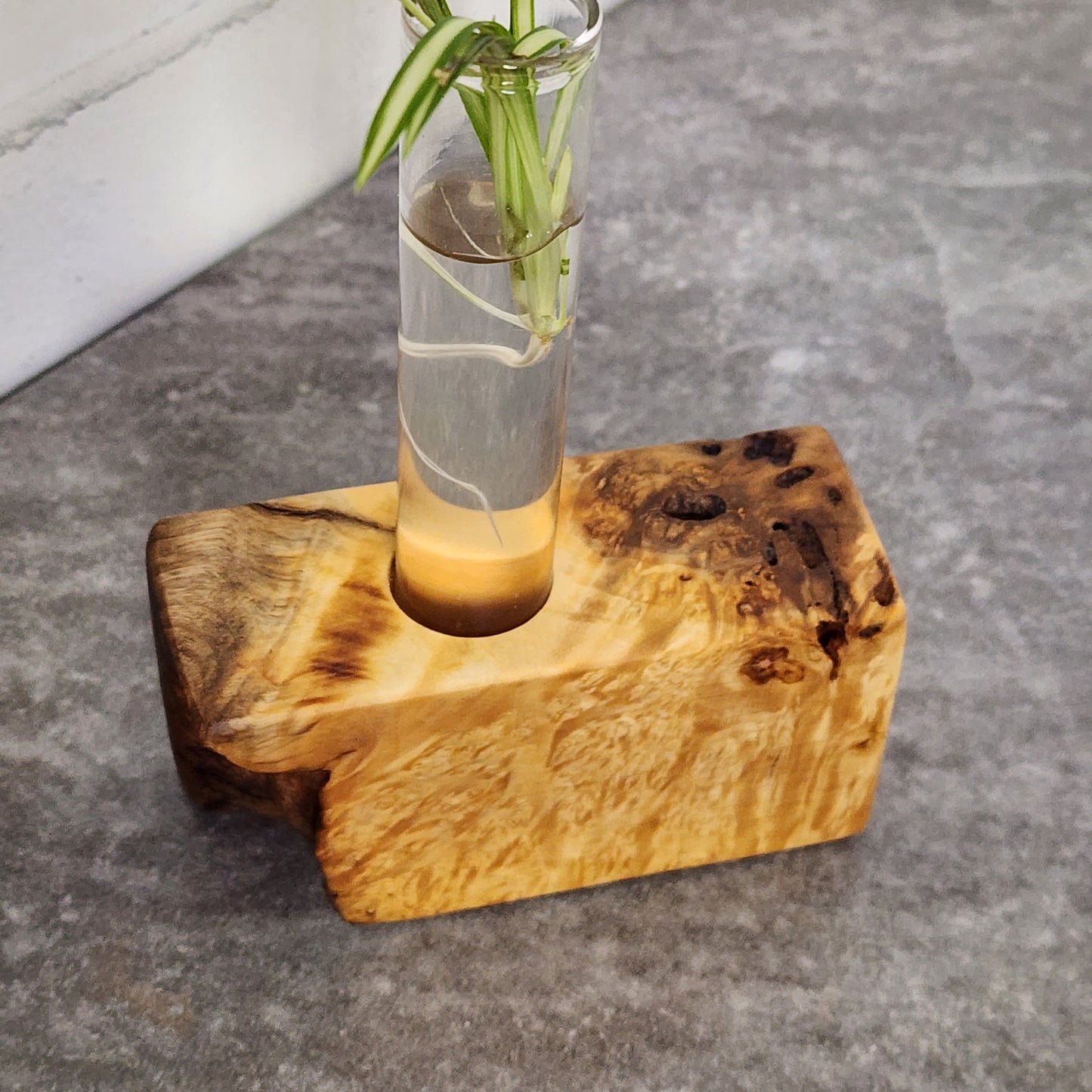 Live Edge Curly Maple 1 Plant Propagation Station / Vase